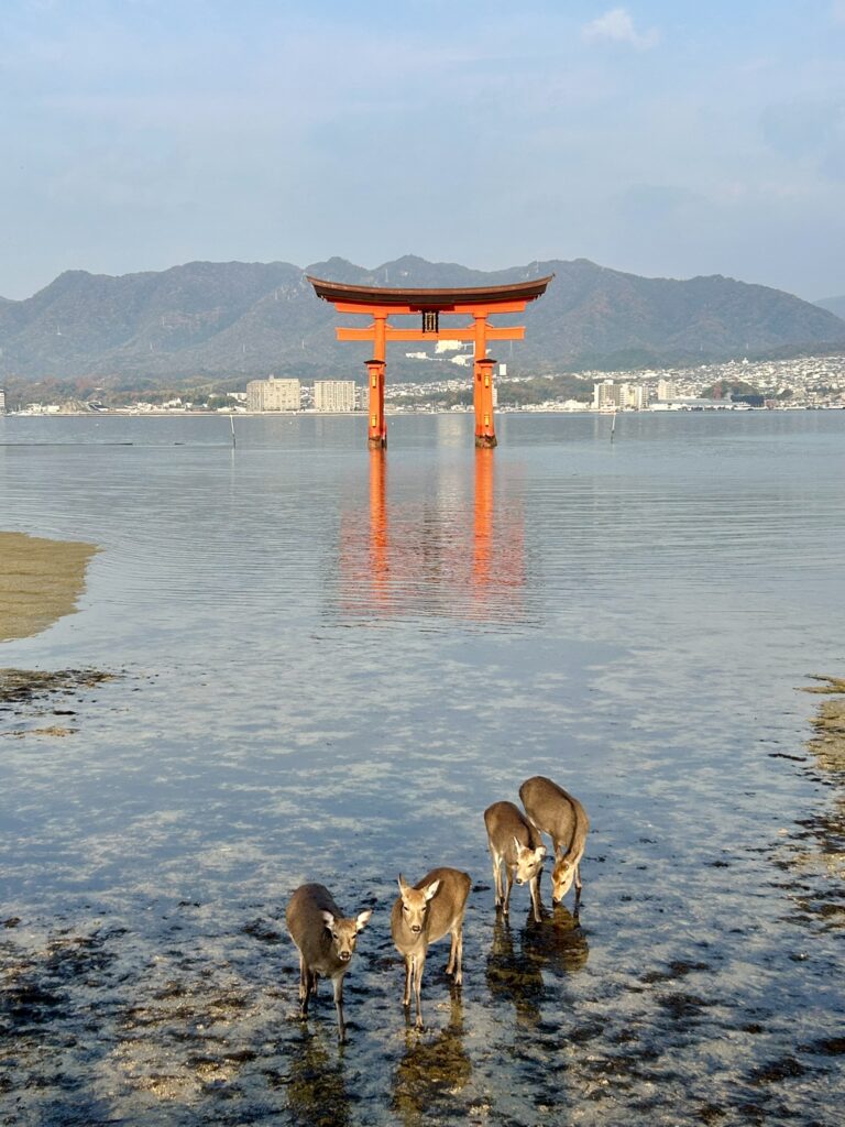 Miyajima Torii con ciervos - Worldreamers