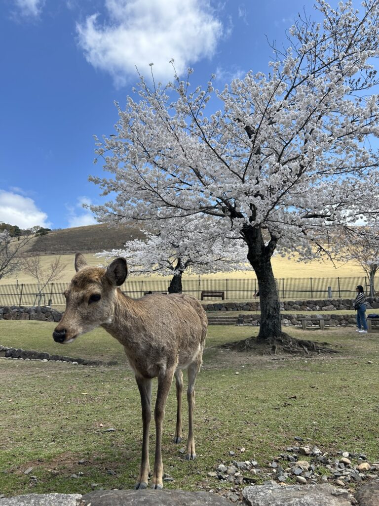 Primavera en Japón - Worldreamers
