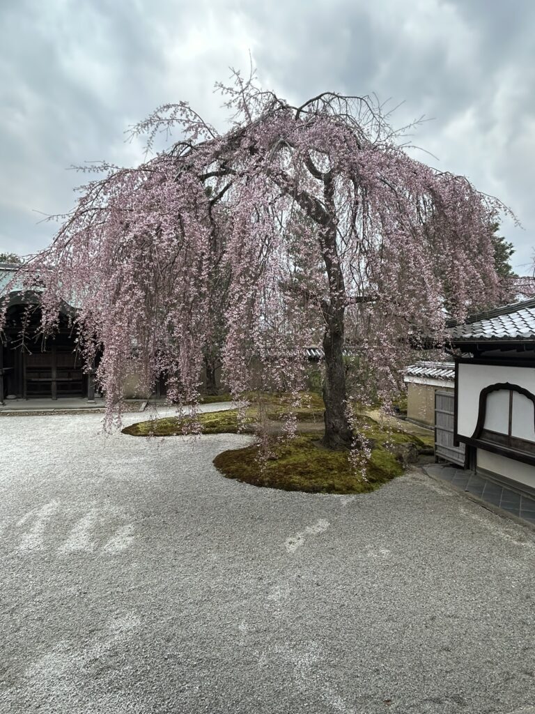 Sakura en Kodaiji - Worldreamers